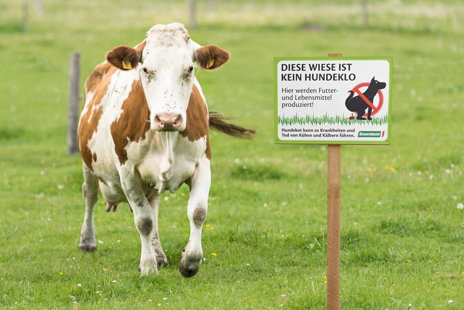Mit der Hundekot-Infotafel will der Bauernbund die Bevölkerung sensibilisieren.