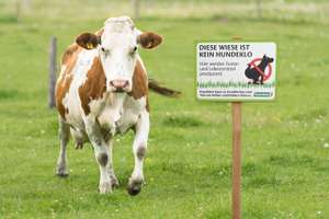 Kuh Auf Der Wiese Simmentaler Fleckvieh
