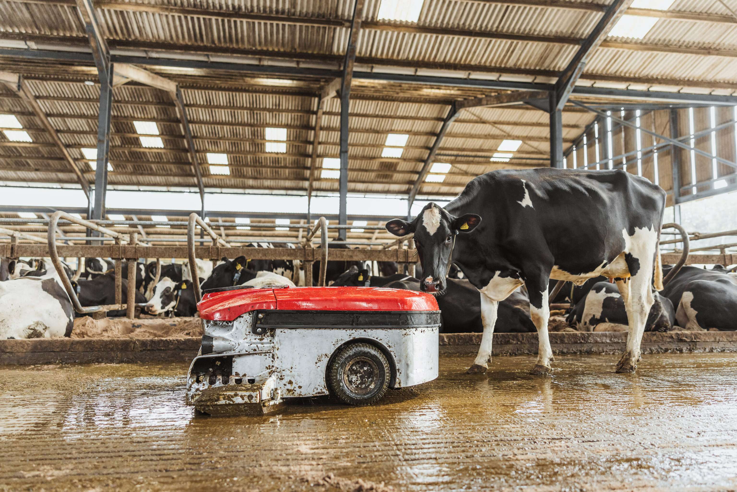Lely Discovery
