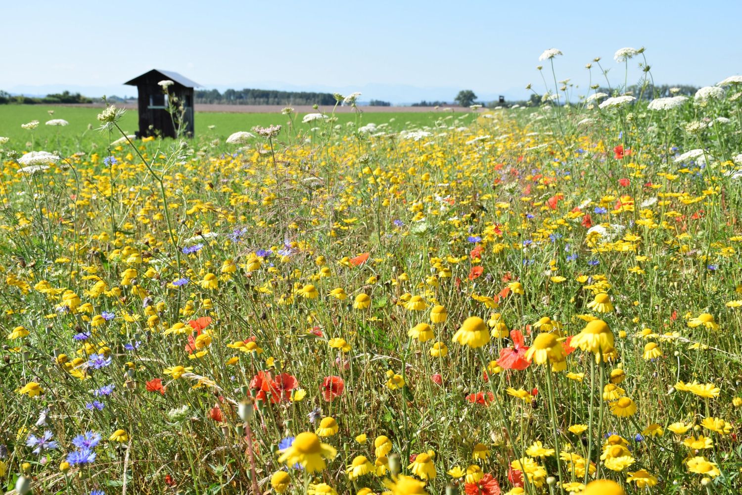 Ob Nahrungsquelle für Insekten, Nützlingsanziehungspunkt, Strukturelement oder Augenweide – für jeden Anlass ist bei der Blühstreifenaktion etwas dabei.