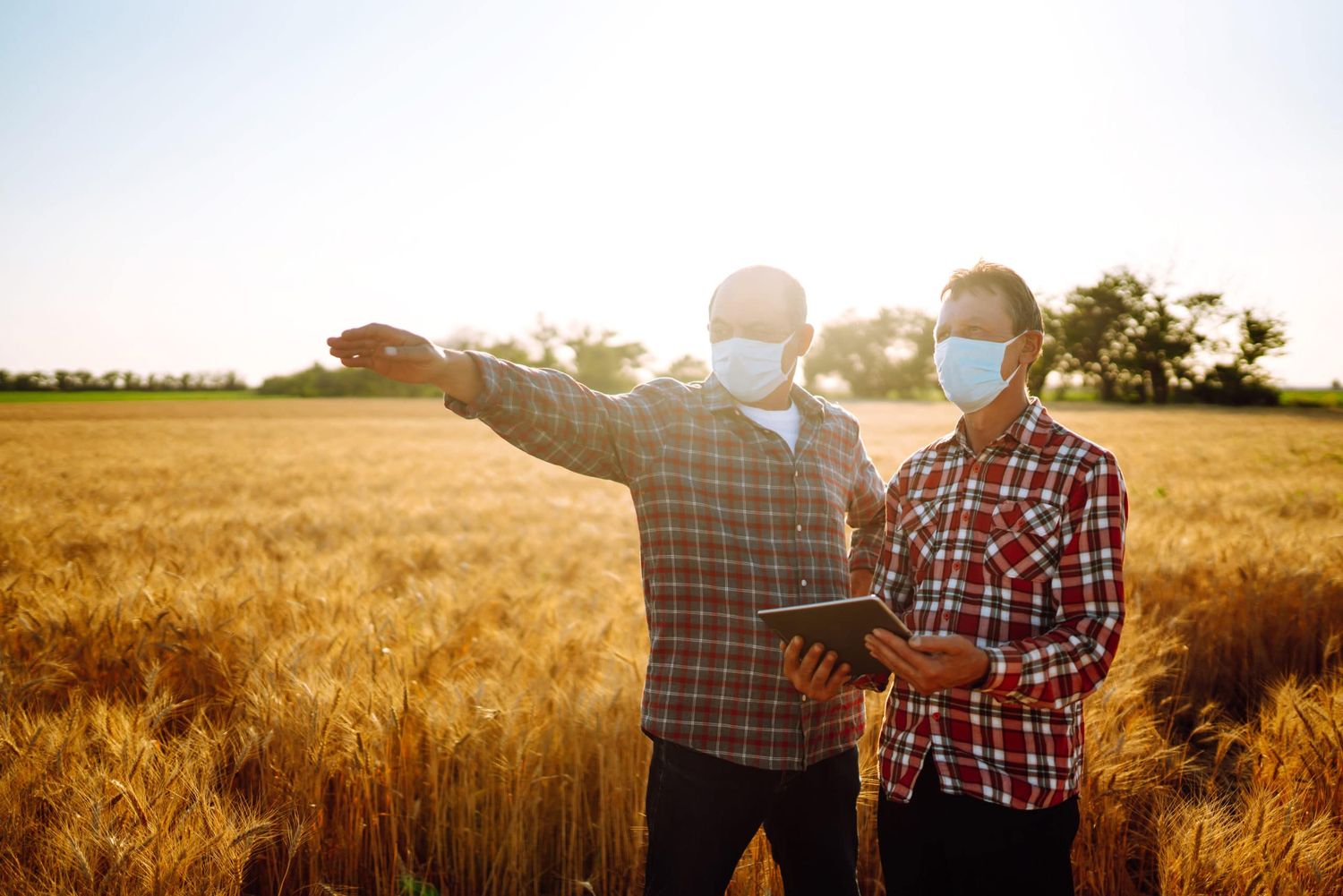 Farmers In Sterile Medical Mask Using Digital Tablet In Field Of Wheat. Covid 2019. Agriculture And Harvesting Concept.