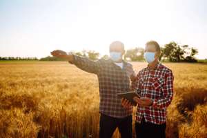 Farmers In Sterile Medical Mask Using Digital Tablet In Field Of Wheat. Covid 2019. Agriculture And Harvesting Concept.