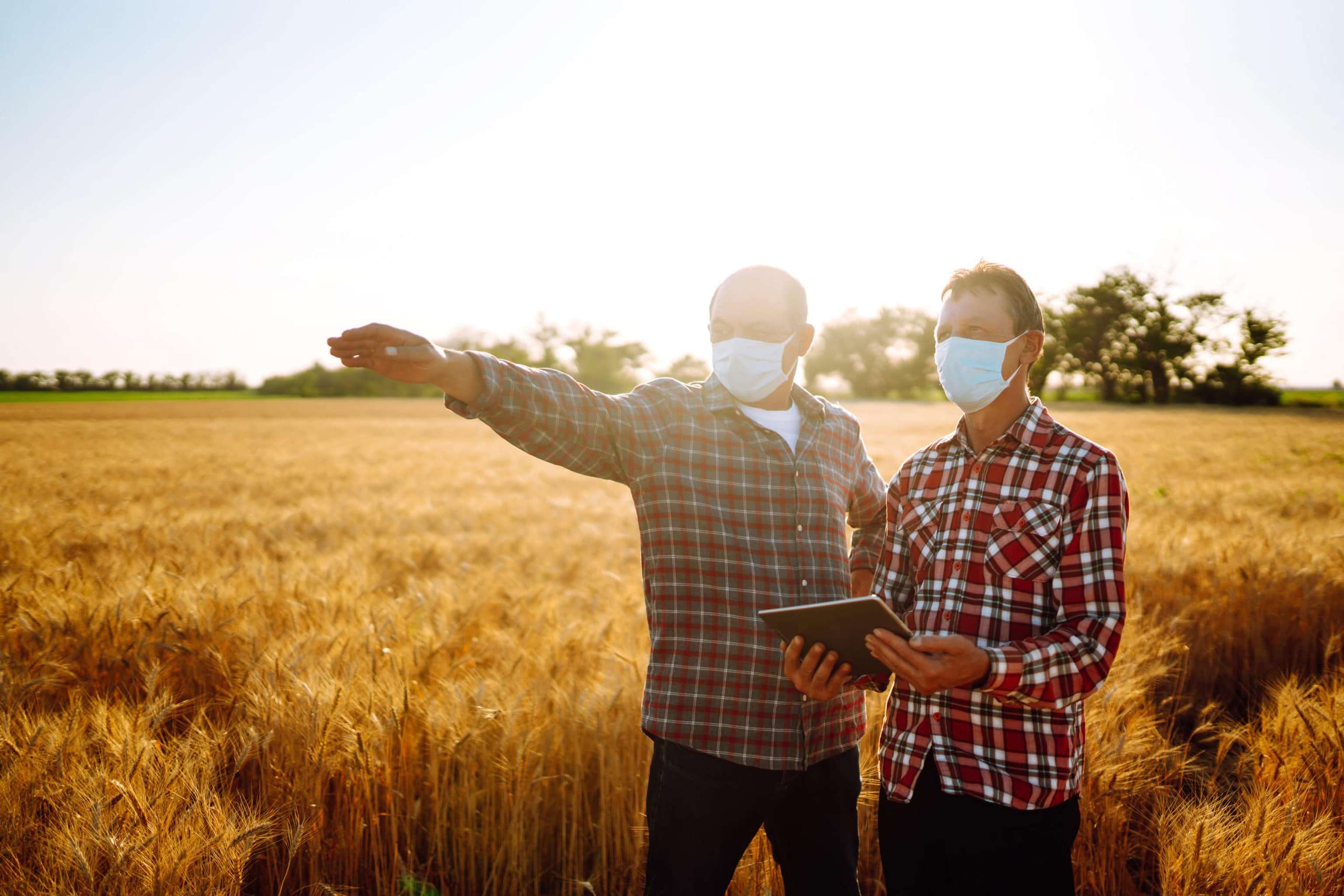 Farmers In Sterile Medical Mask Using Digital Tablet In Field Of Wheat. Covid 2019. Agriculture And Harvesting Concept.