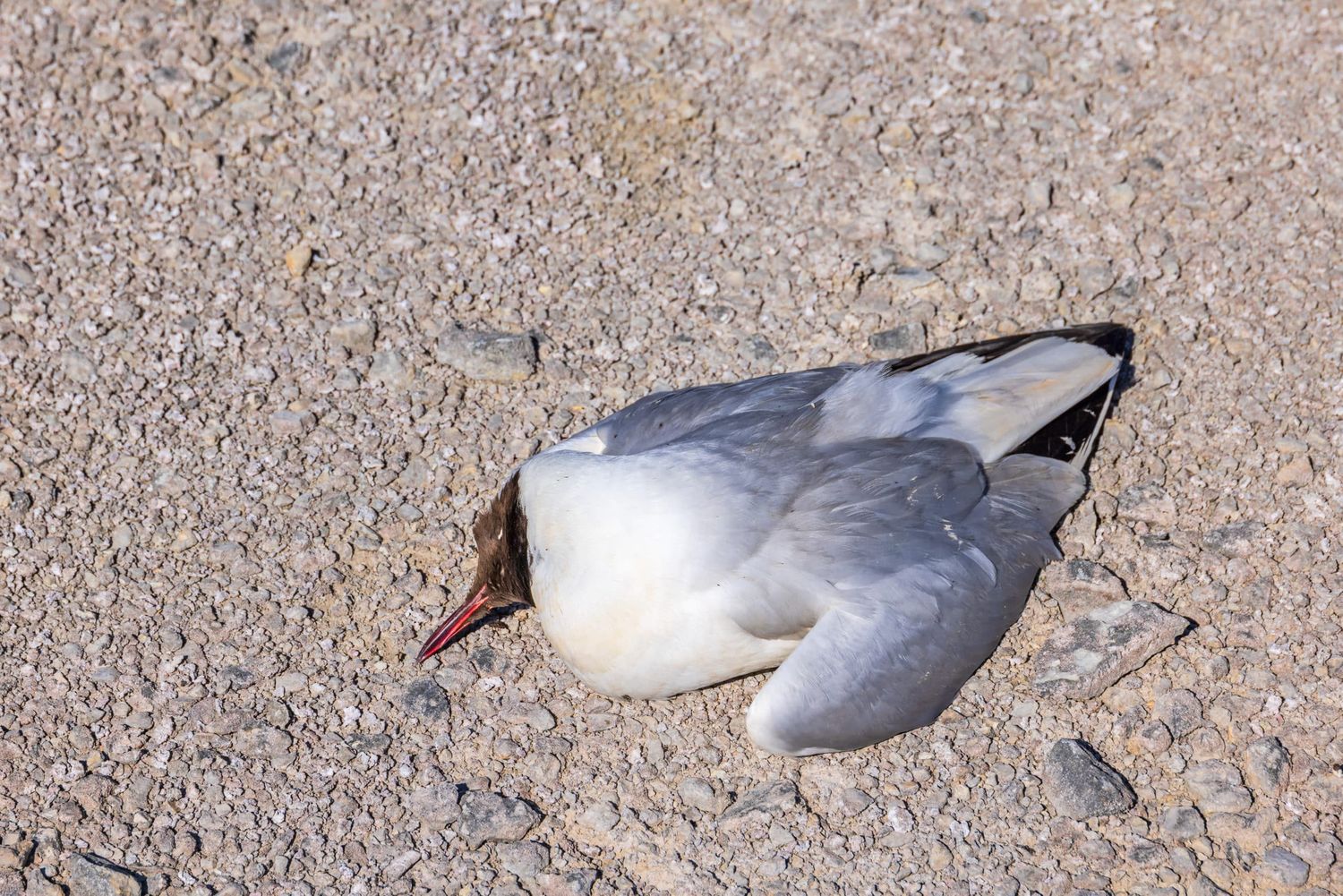 Im Grenzgebiet Oberösterreich/Salzburg wurden um die 100 Vögel (vor allem Möwen) tot aufgefunden.