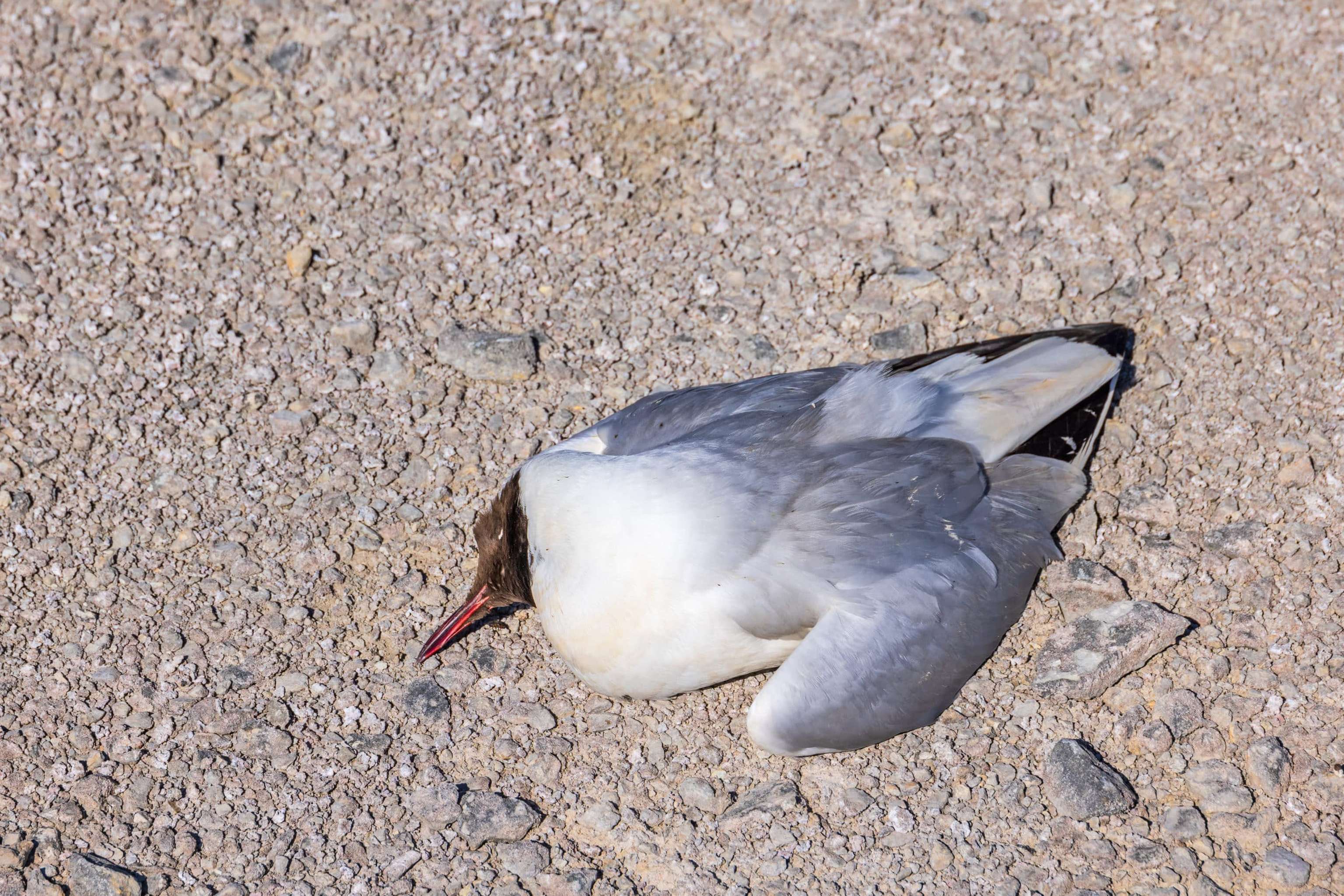 Vogelgrippe