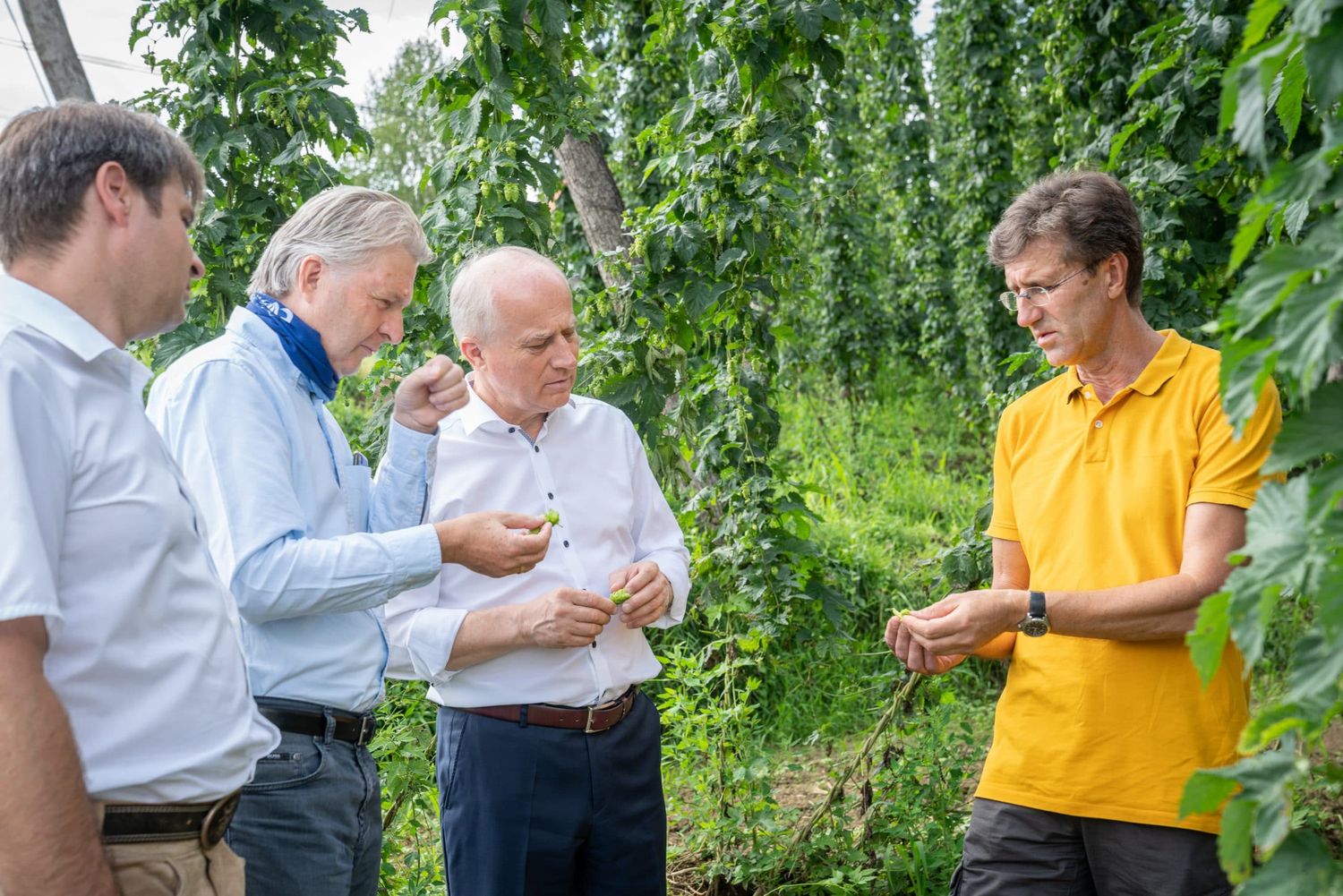 Hopfen Scaled