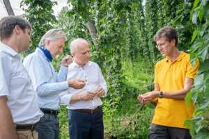 Hopfen Scaled