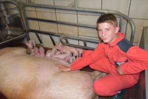 Schweinebauern stehen vor großen Herausforderungen. Alleine im Bereich der Tierhaltung wird sich in den kommenden Jahren einiges verändern.