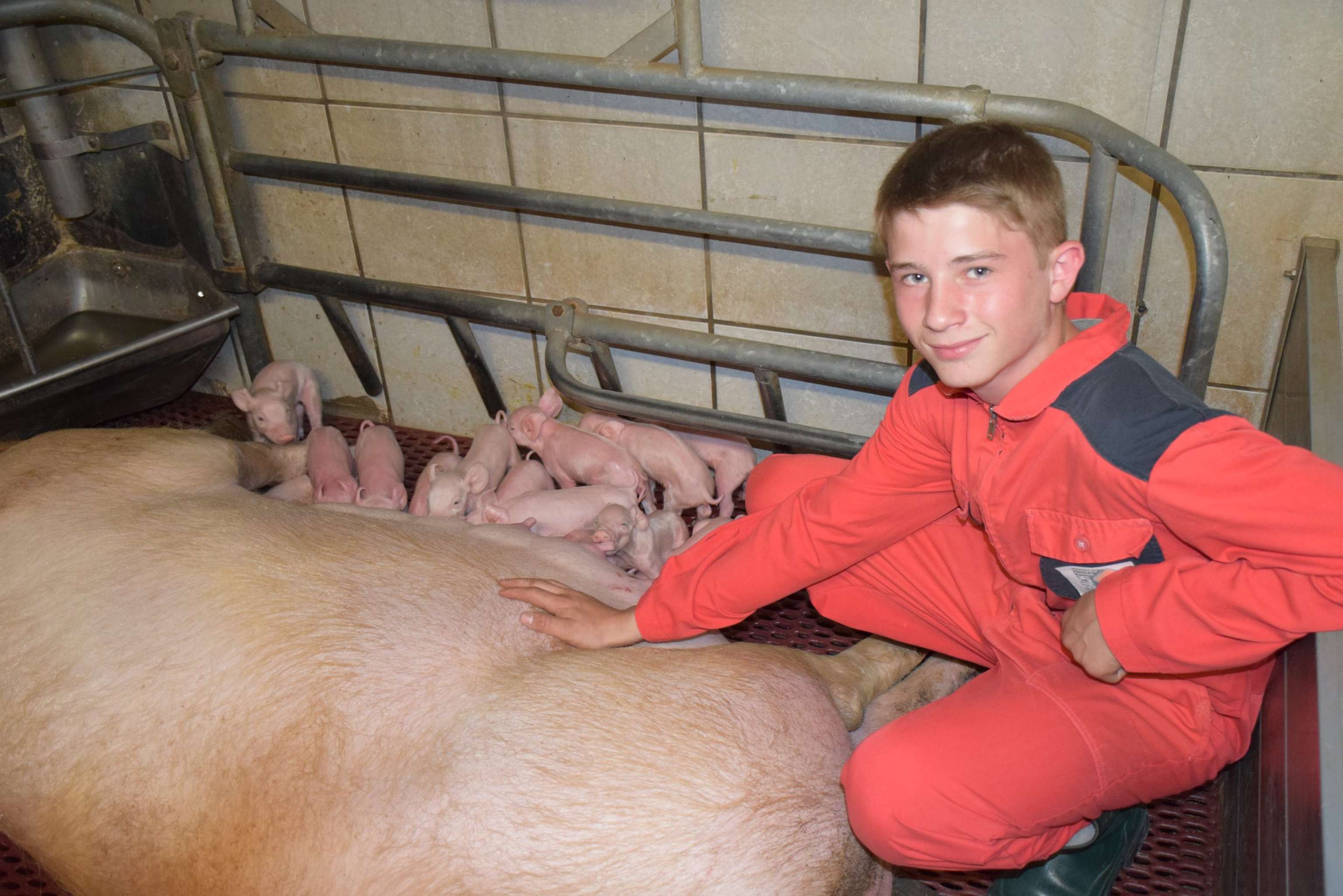 Schweinebauern stehen vor großen Herausforderungen. Alleine im Bereich der Tierhaltung wird sich in den kommenden Jahren einiges verändern.