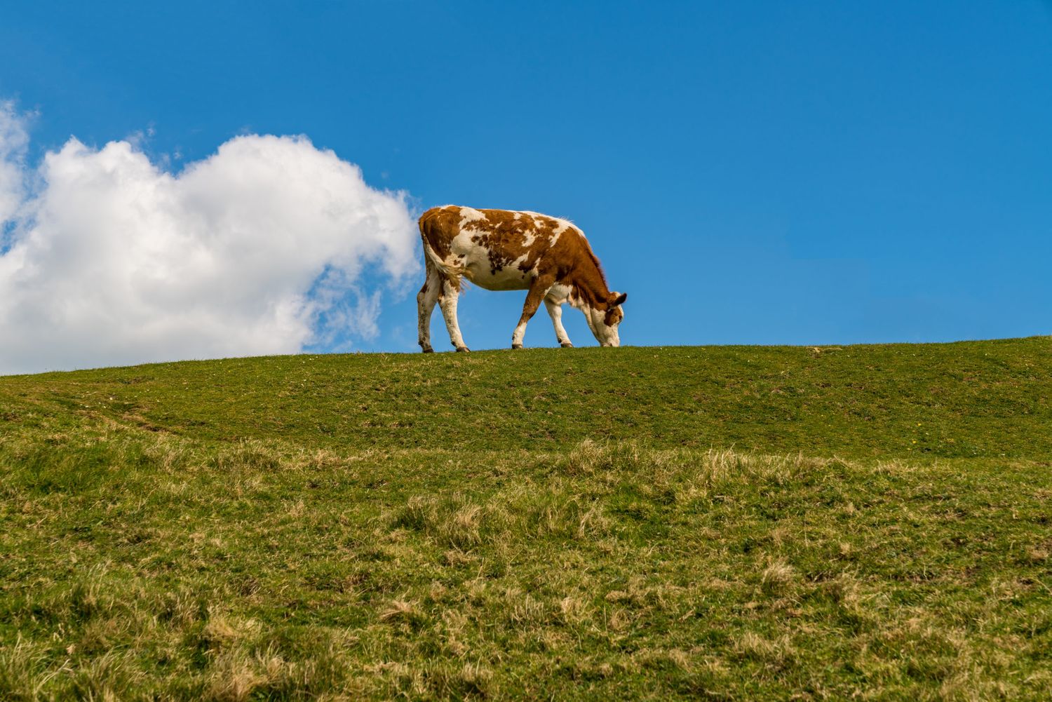 Österreichs Landwirtschaft wird besser.