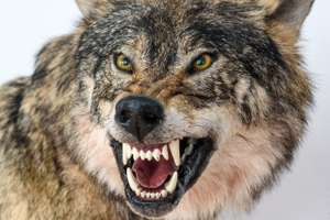 Grin Of A Wolf Close Up