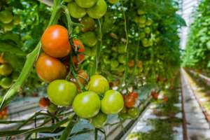 Ripe And Unripe Tomatoes In A Glasshouse