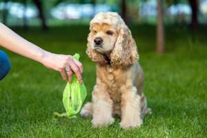 Female Hand With Dog Shit In Bag