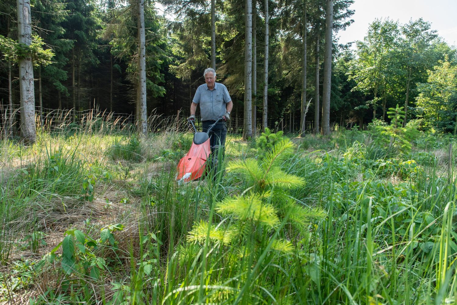 Jungkultur Ausmaehen 8 ID87318