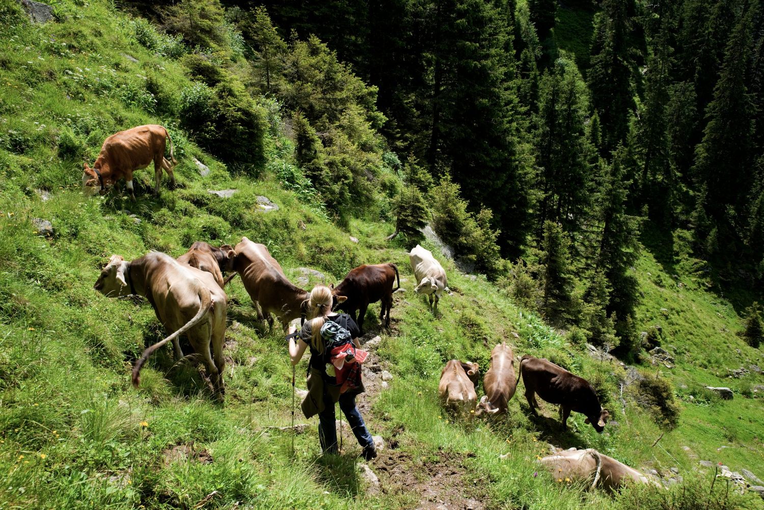 Almwanderung