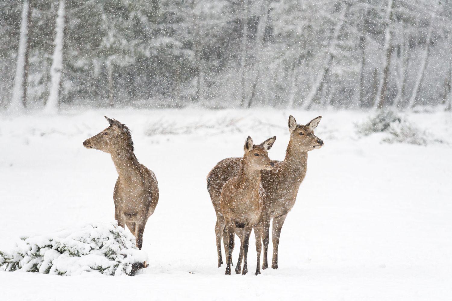 Wild vor verschneitem, winterlichem Wald