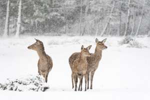 Wild vor verschneitem, winterlichem Wald