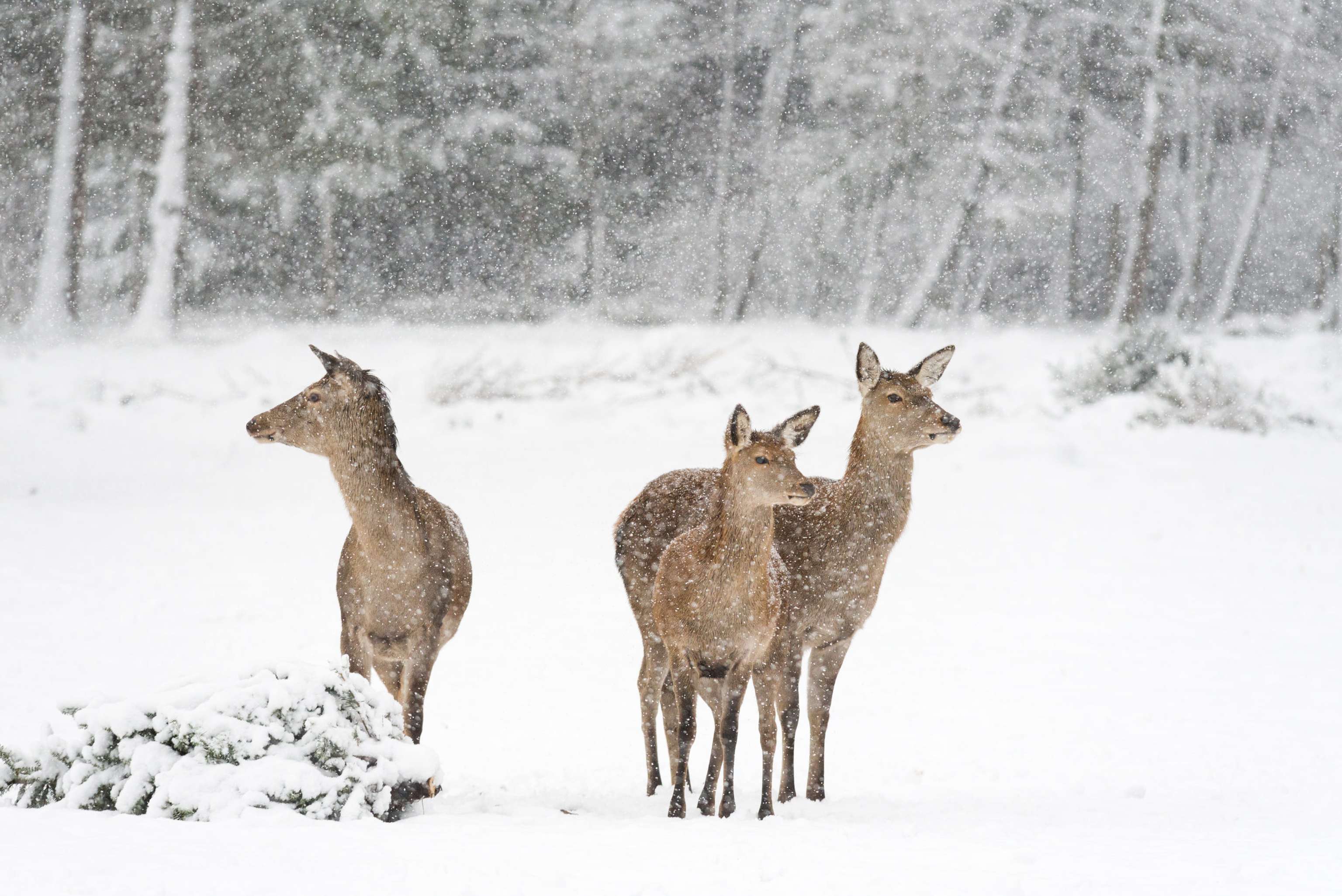 Wild vor verschneitem, winterlichem Wald