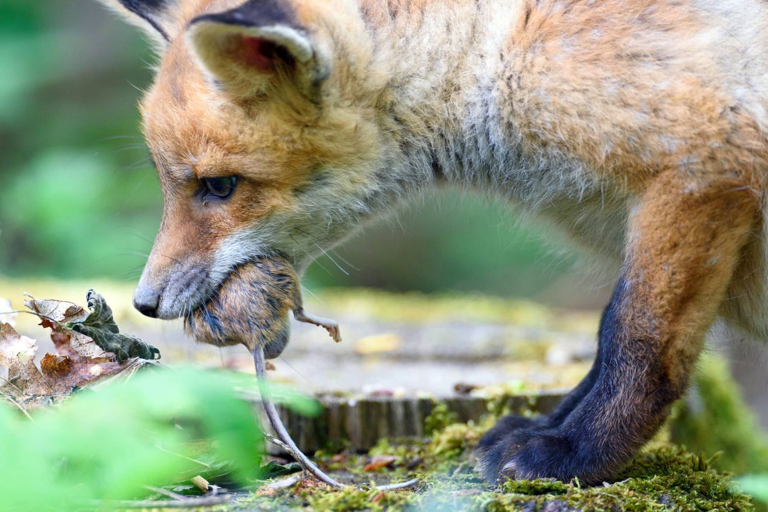 Ständiger Kreislauf: Mäuse infizieren sich über Fuchslosung mit dem Fuchsbandwurm, werden dann wiederum selber von Füchsen gefressen und werden so zum Zwischenwirt.
