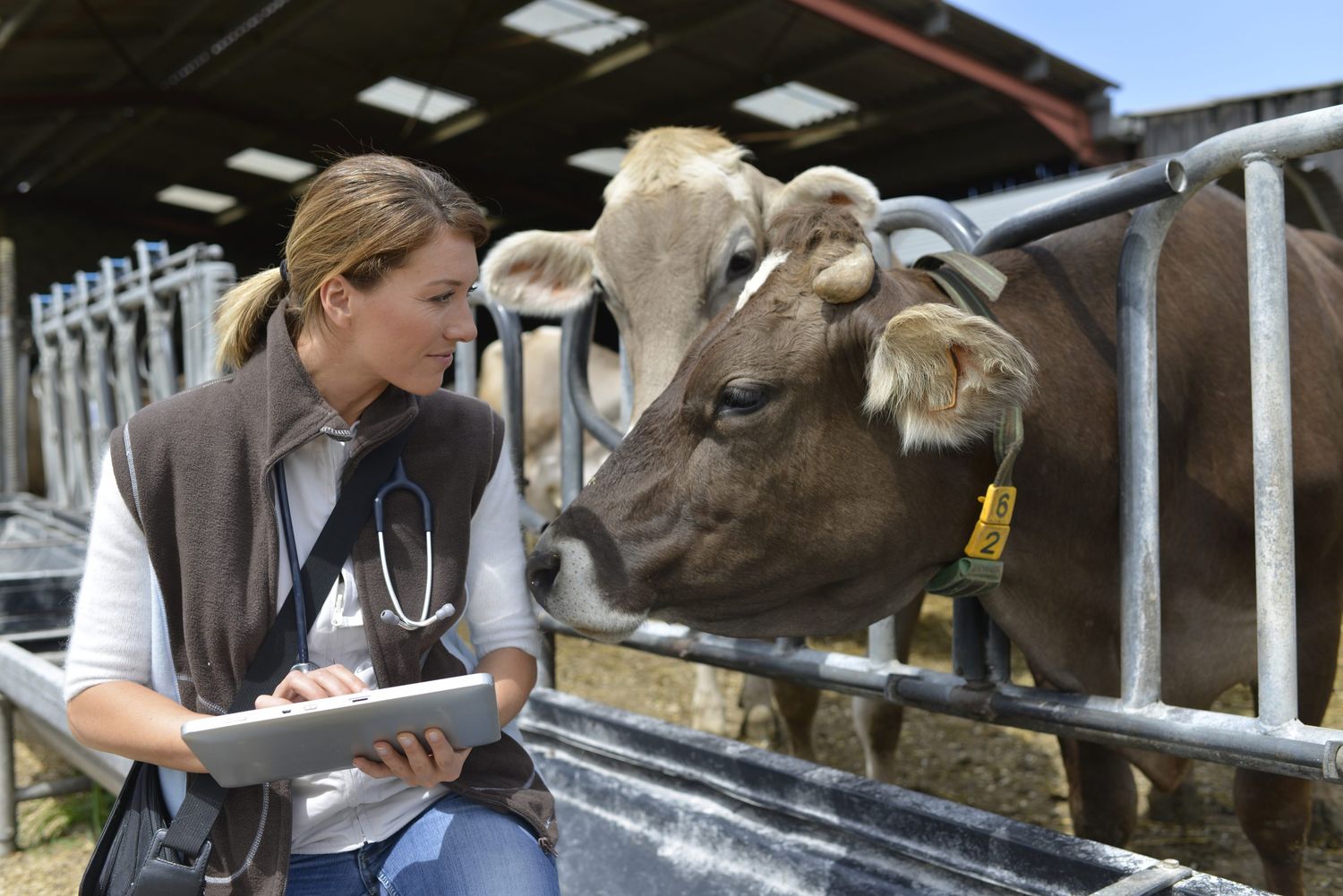 Veterinarian Checking On Herd's Health In Barn
