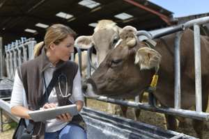 Veterinarian Checking On Herd's Health In Barn