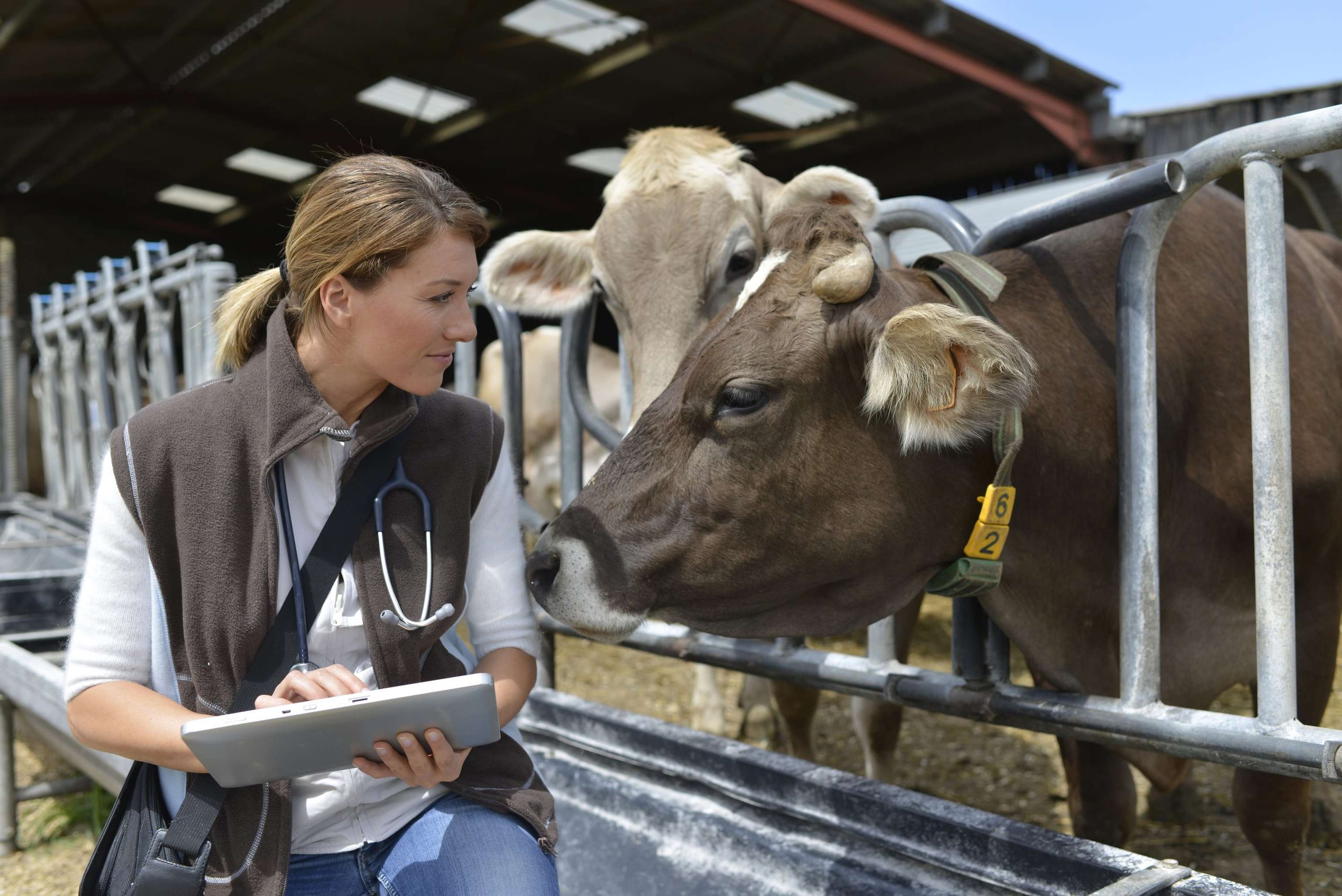Veterinarian Checking On Herd's Health In Barn