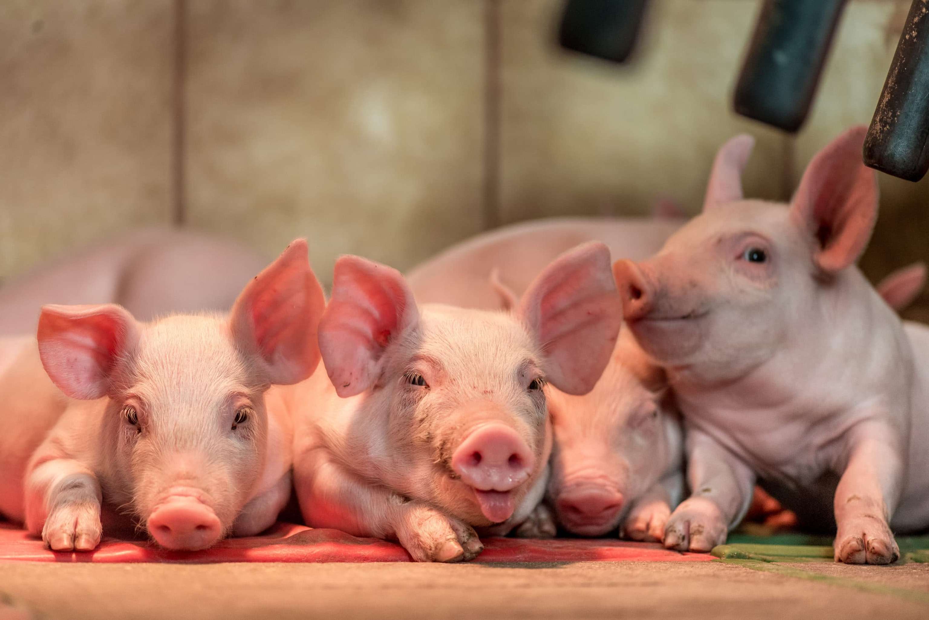 Ferkel 2 Wochen Alt 25 ID77073