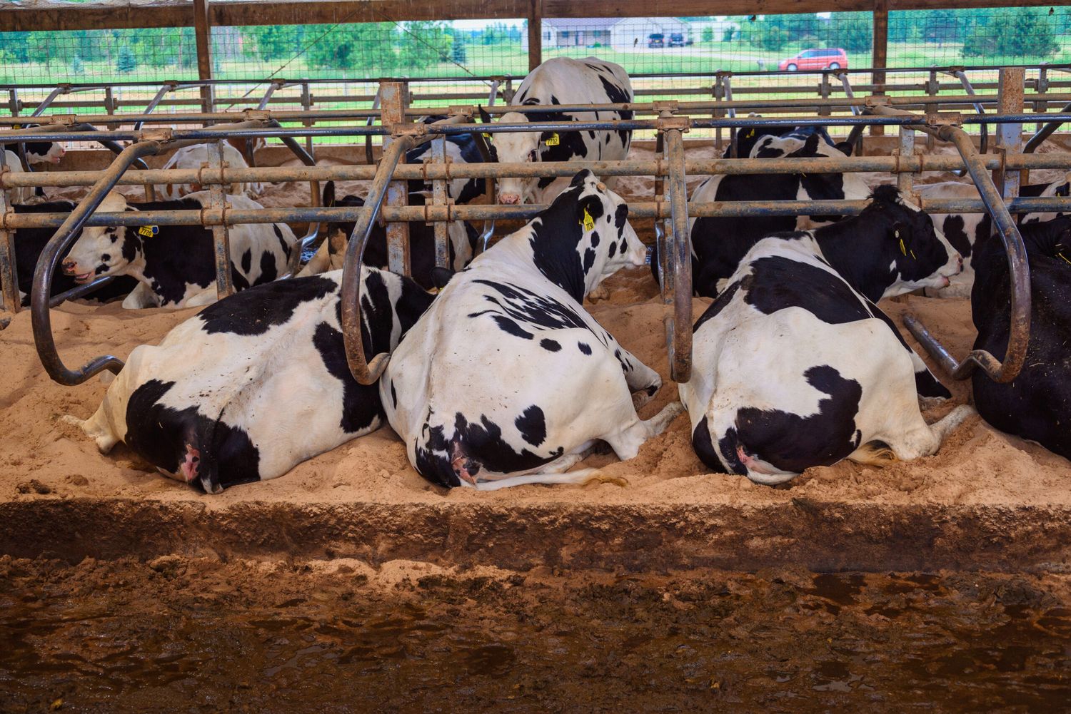 29 Rinderherden sind in den USA mit Vogelgrippe infiziert. Auch in der Milch wurde das Virus nachgewiesen.