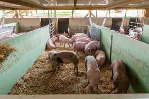Bis 2030 soll in Österreich ingesamt eine Million Schweine aus biologischer Haltung oder aus den freiwilligen AMA-Gütesiegel-Modulen für mehr Tierwohl kommen.