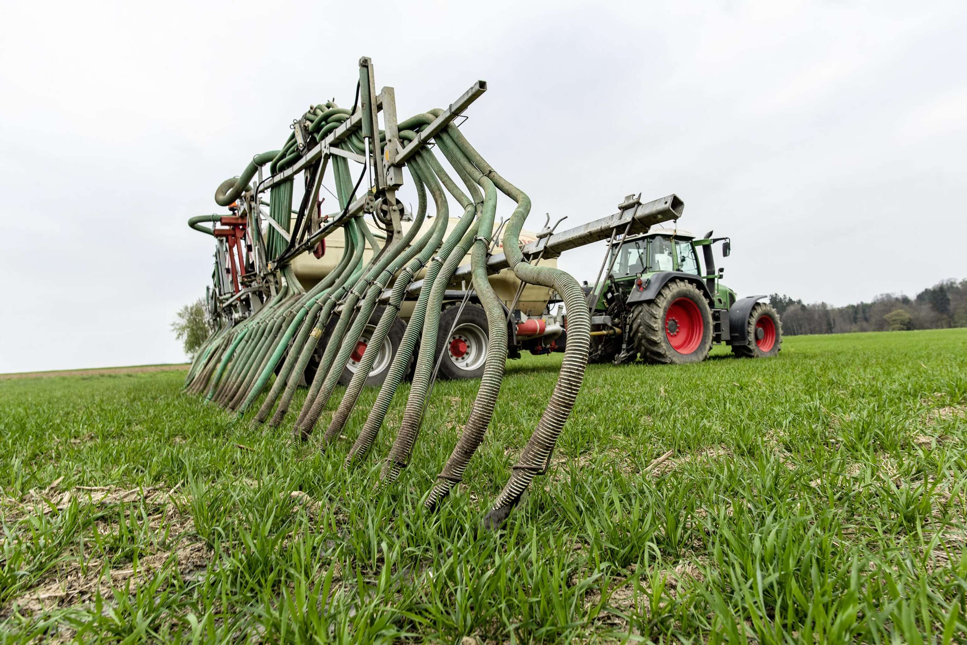 Guelle Zu Weizenbestockung 34 ID90273