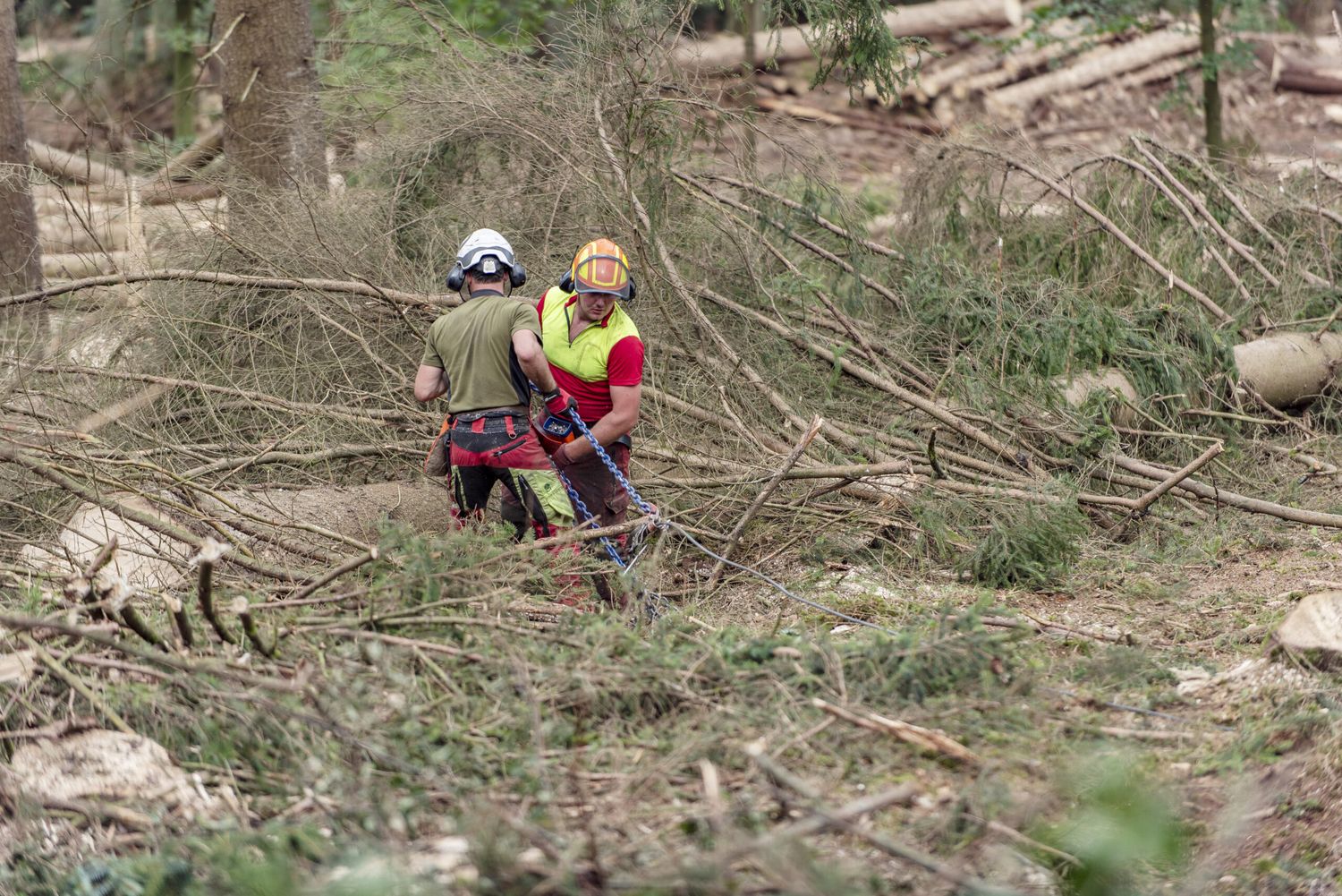 Mehr als 33.000 Beschäftigte arbeiten in Forstbetrieben, in der Holzindustrie, in Sägewerken, Zimmereien, Tischlereien und verwandten Branchen. Die Waldflächen müssen intensiv bearbeitet und verjüngt werden, damit der Wald seine Schutzfunktion erfüllen kann.