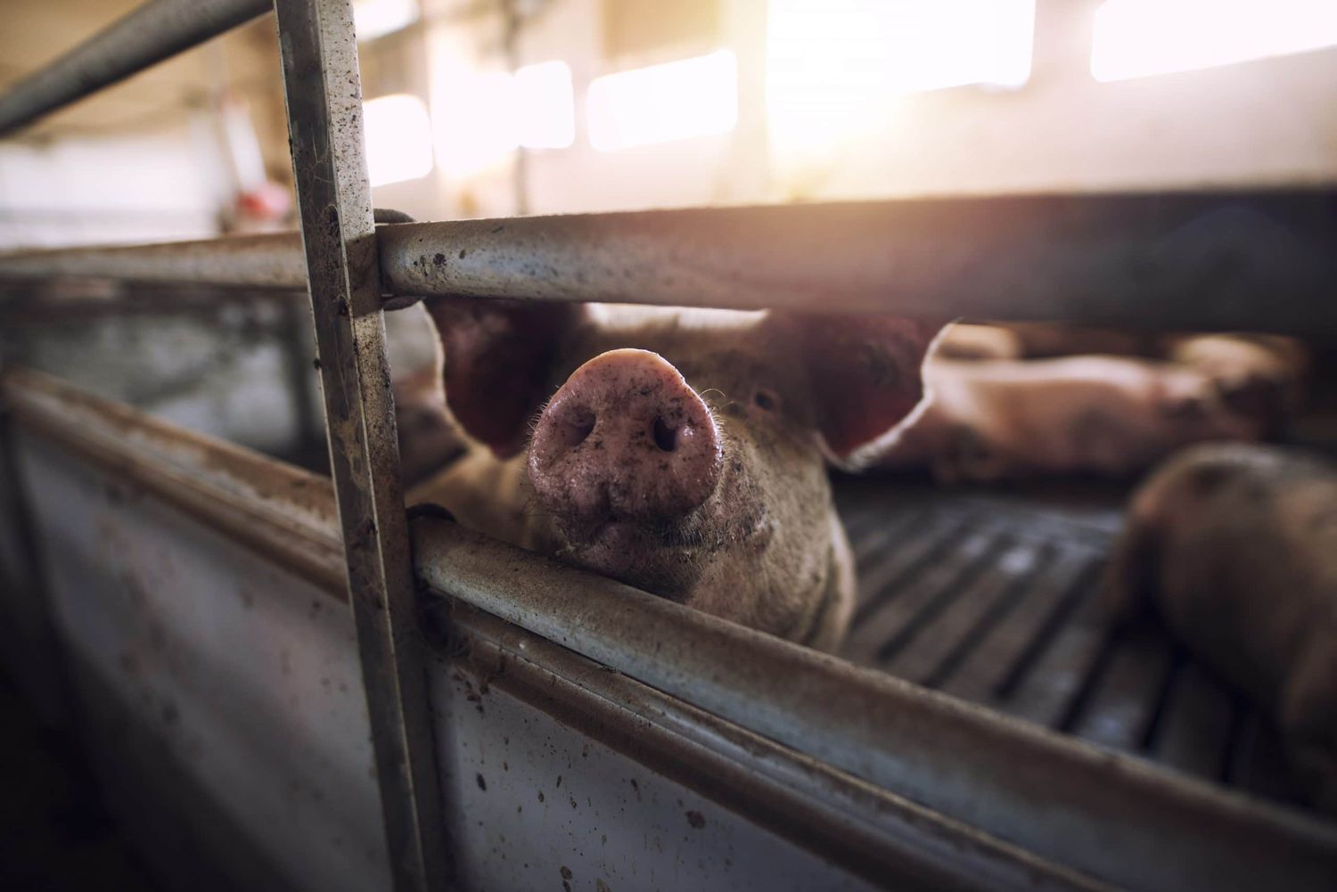 Close Up View Of Pig Pulling Out Snout Out Of Pig Pen. Focus On Nose.