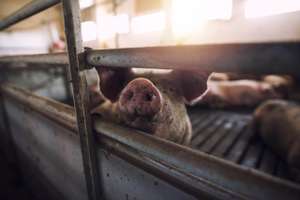 Close Up View Of Pig Pulling Out Snout Out Of Pig Pen. Focus On Nose.