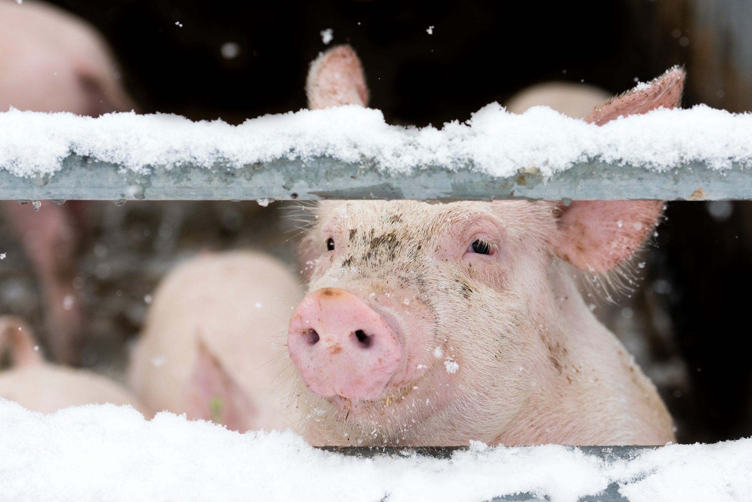 Schweine