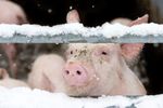 Schweine