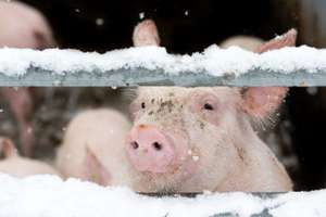 Schweine