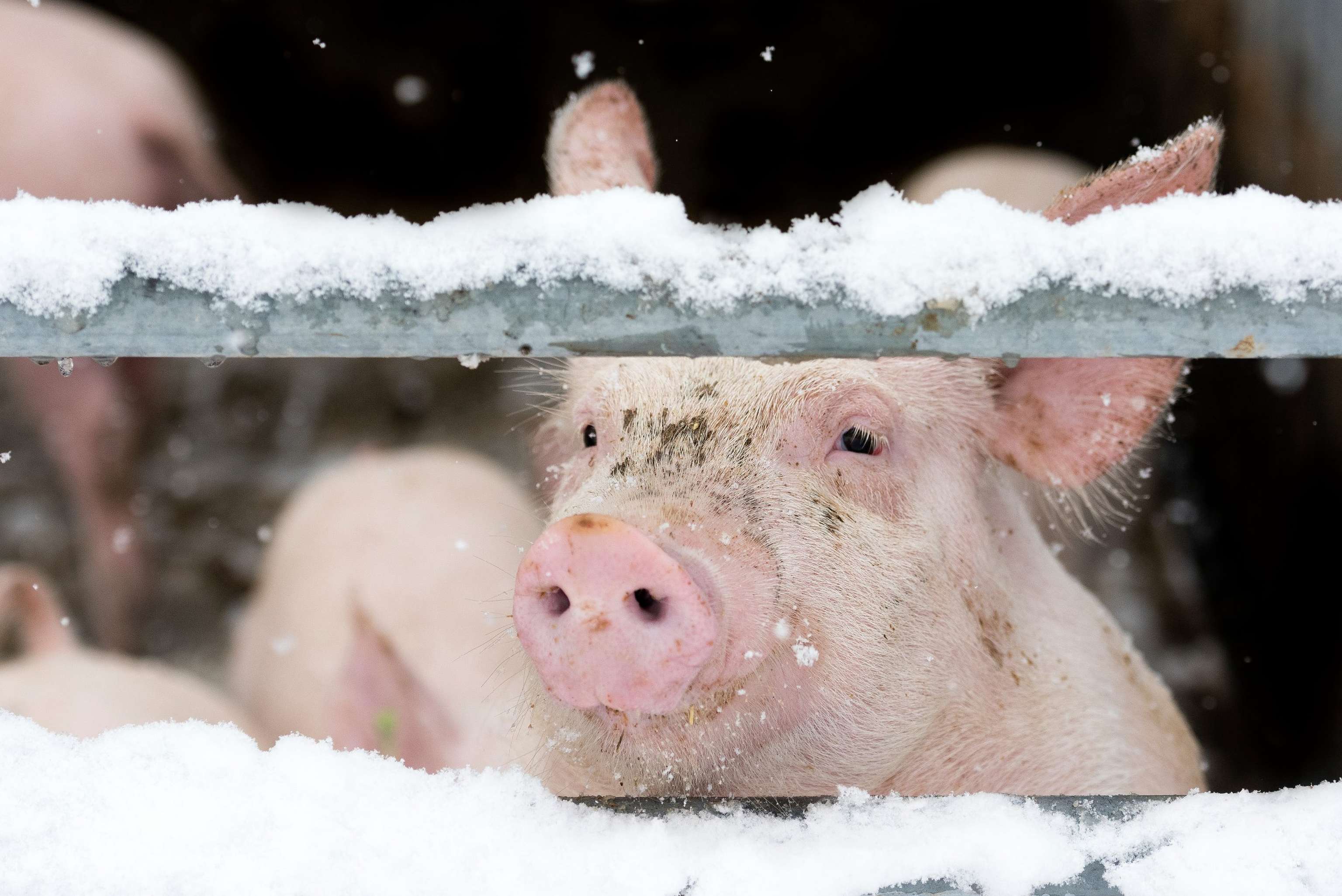Schweine