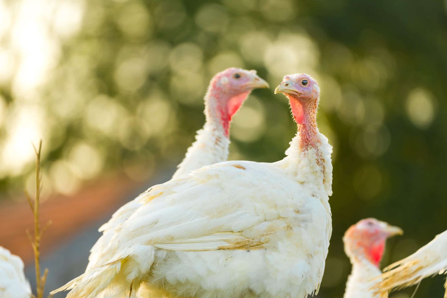 Auch für Puten-Haltung wurden höhere Standards festgelegt. FOTO: reichdernatur-adobe.stock.com