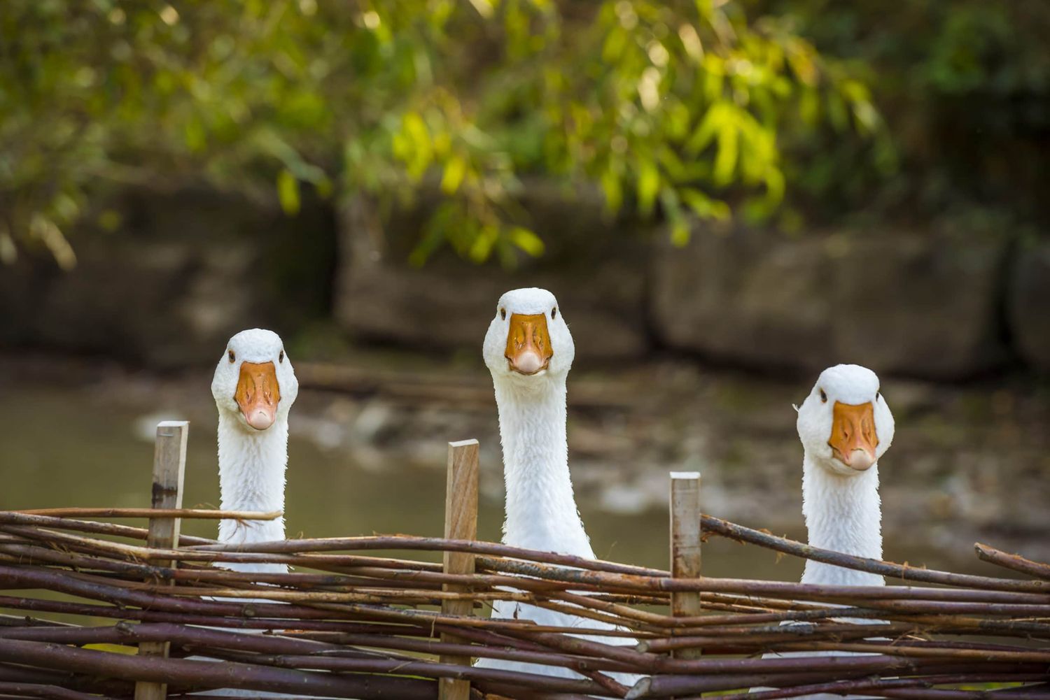 Three Funny White Geese Funny Image With Three Domestic Geese Behind A Wattled Fence, Looking In The Same Direction.