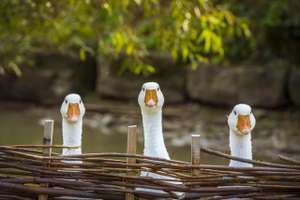 Three Funny White Geese Funny Image With Three Domestic Geese Behind A Wattled Fence, Looking In The Same Direction.