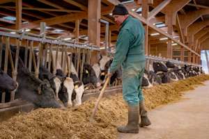 Landwirt Bei Der Fütterung Im Rinderstall