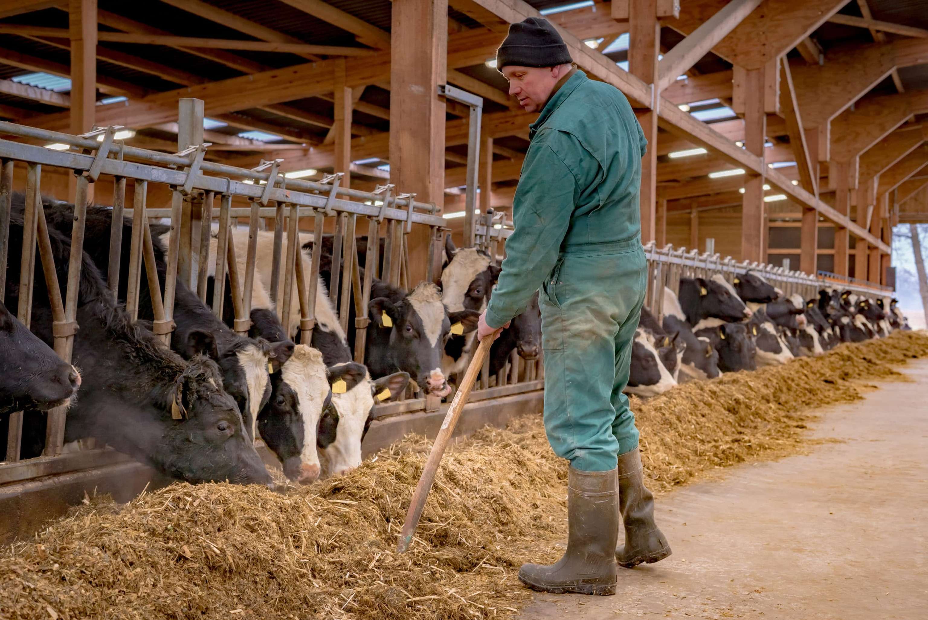Landwirt Bei Der Fütterung Im Rinderstall