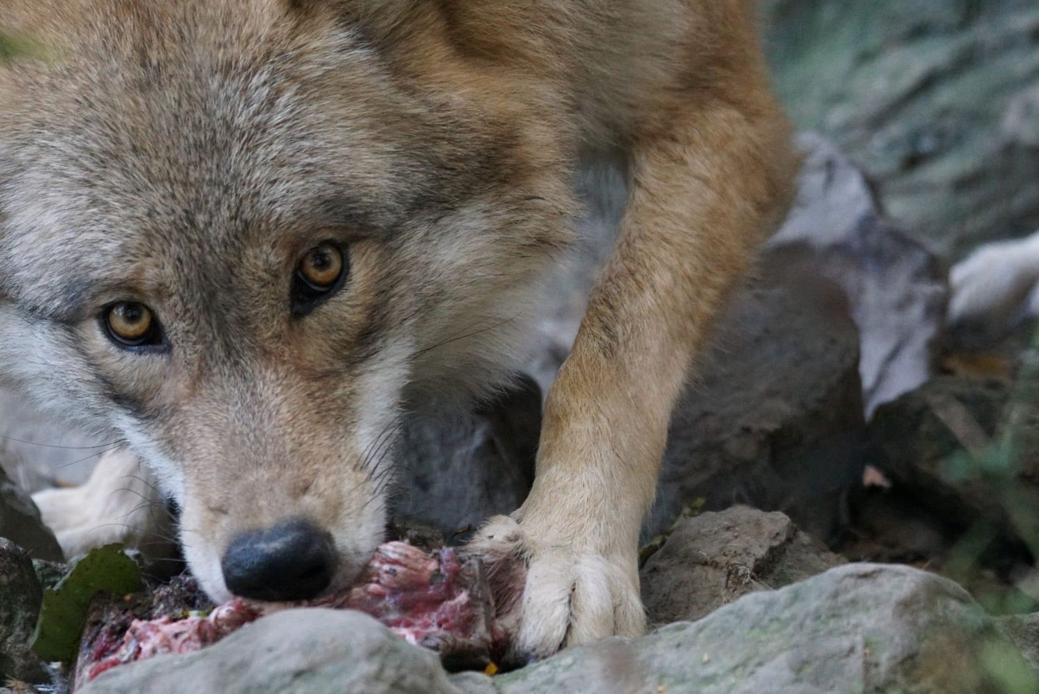 Wolf 970490