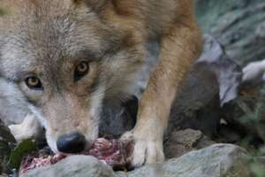 Wolf 970490