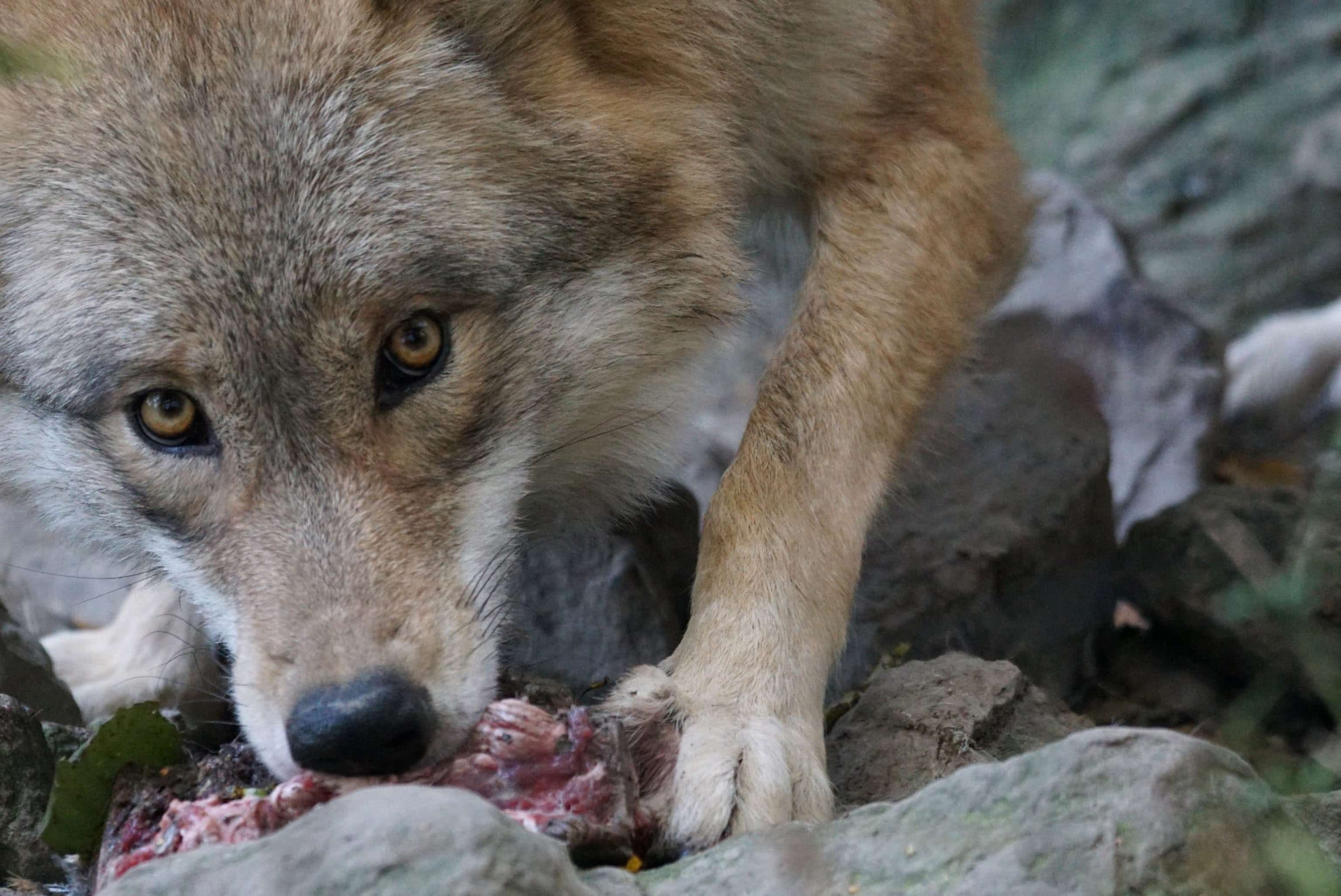 Wolf 970490