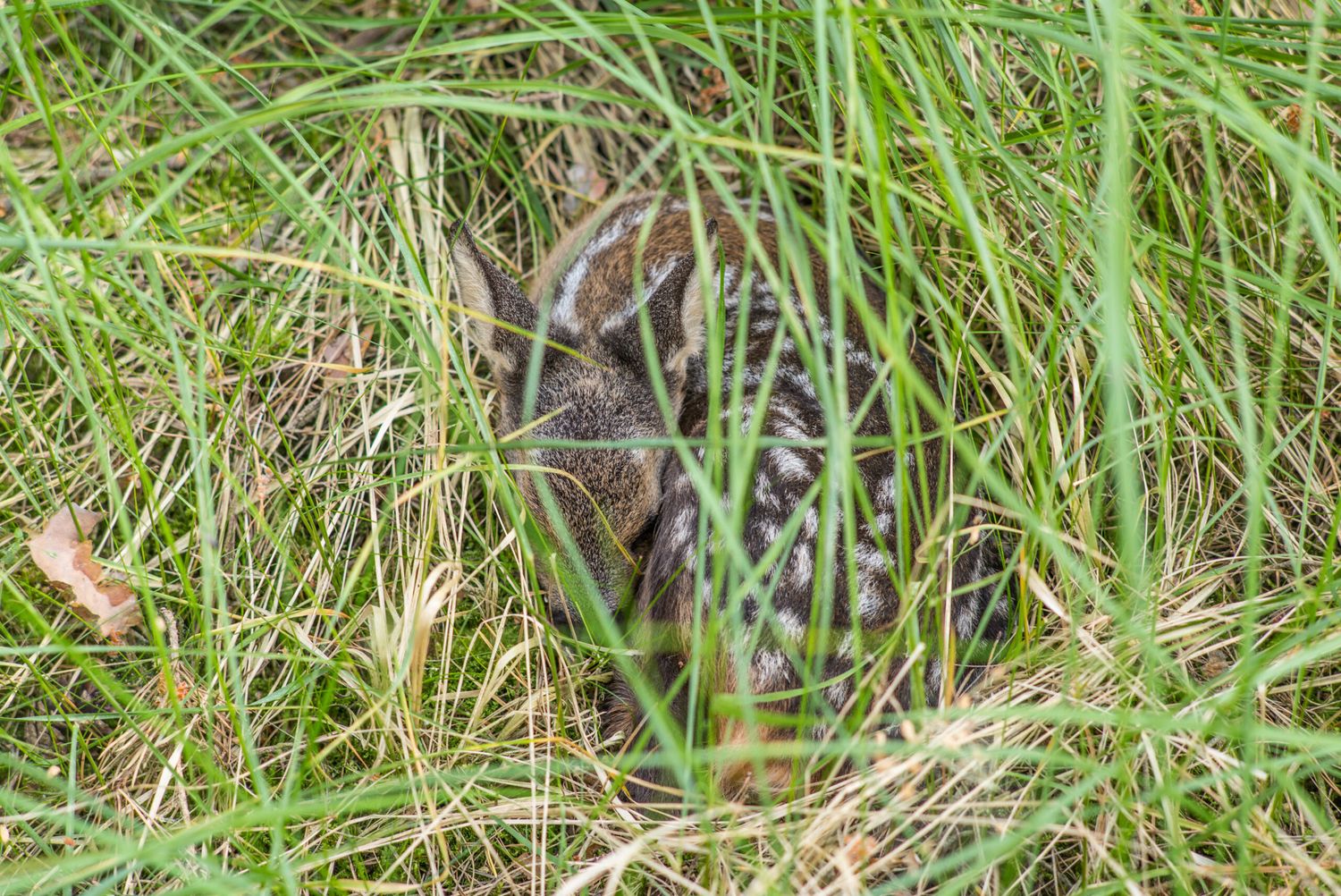 Einfache Maßnahmen vor der Mahd können Wildtiere vertreiben oder sie zur Flucht animieren.