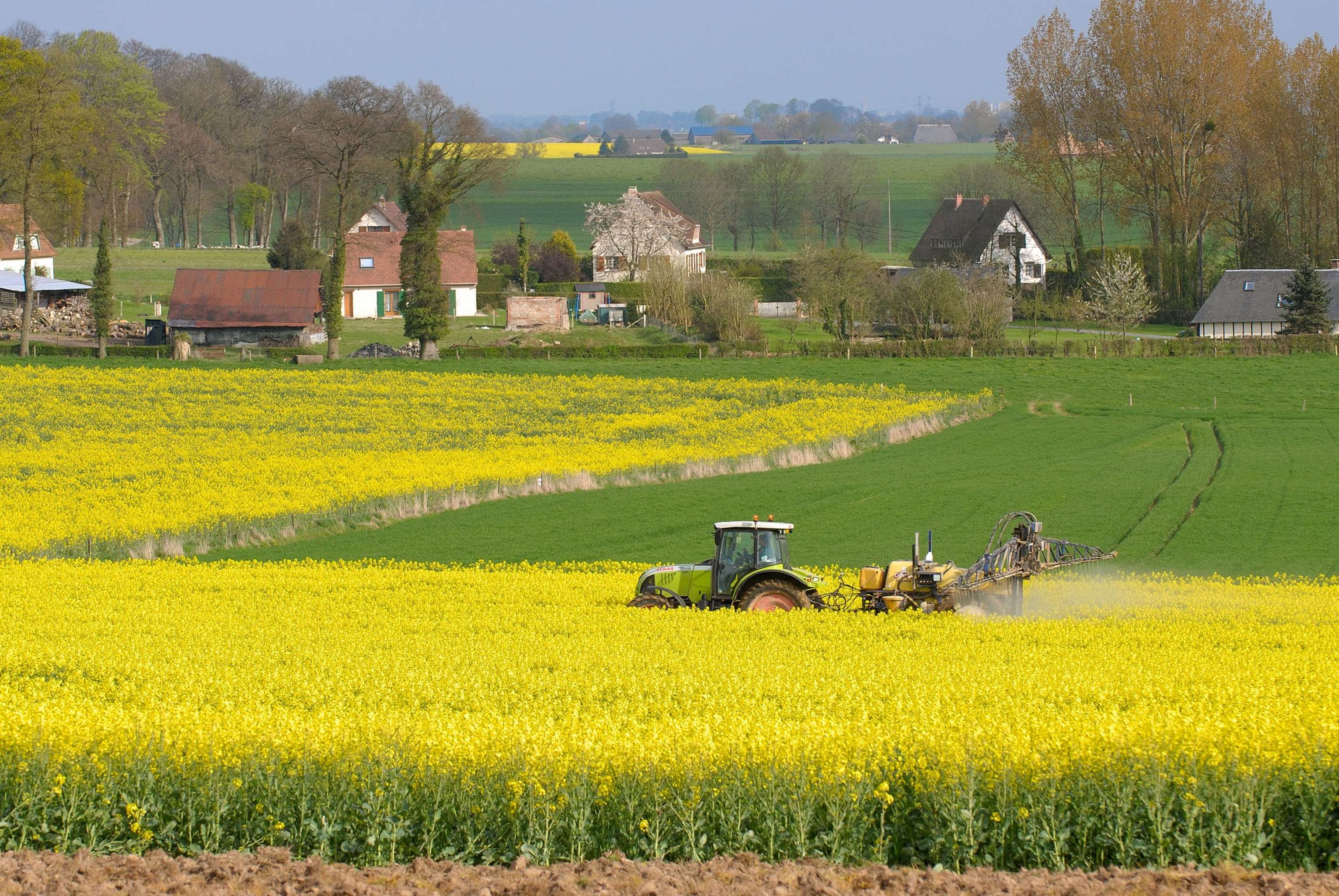 Traitement Insecticide Contre Le Charancon Du Colza, Village En Arrière Plan