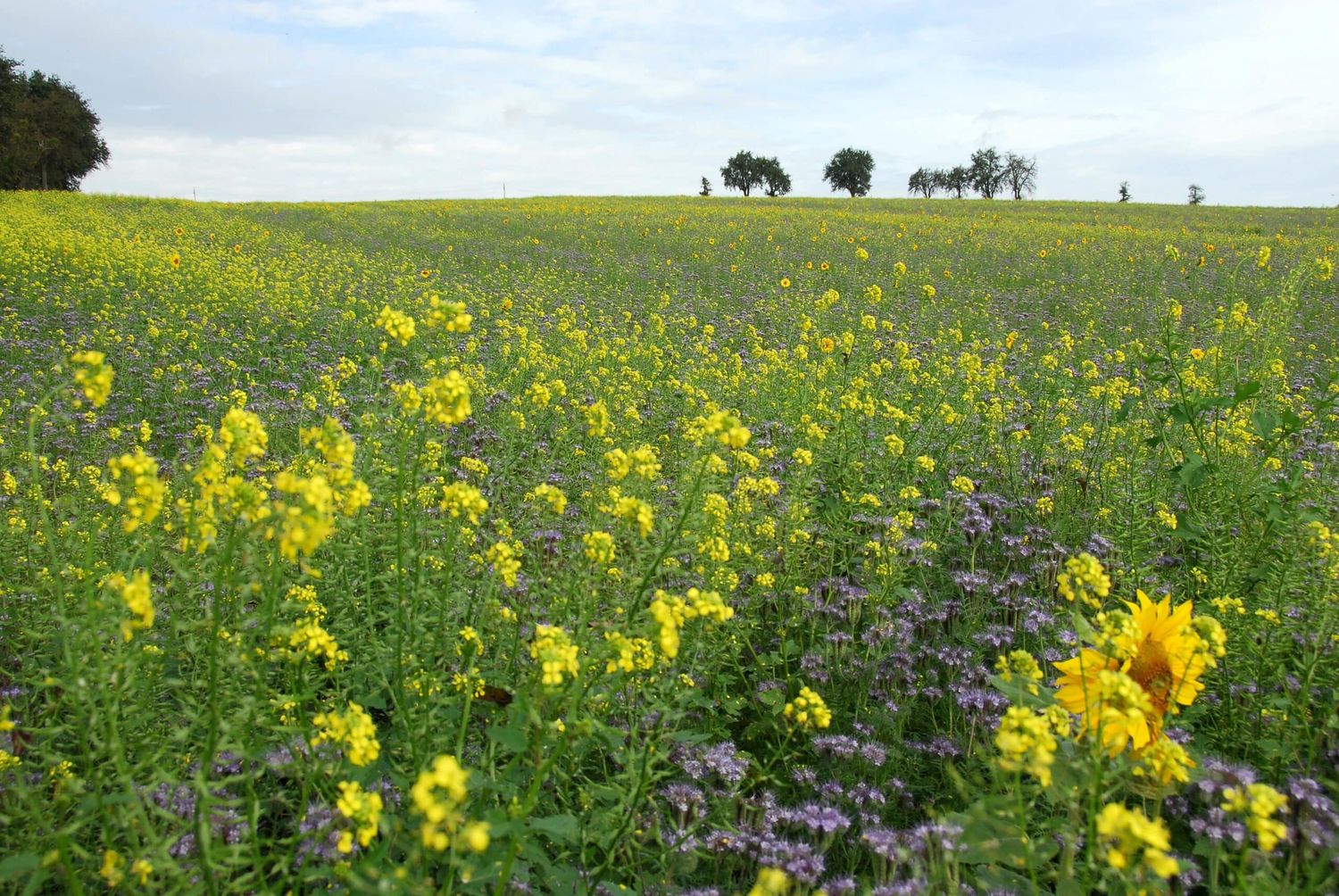 Der aus Kostengründen allseits beliebte Senf sollte in Mischungen mit höchstens 1 Kilogramm je Hektar beigemengt werden, damit er andere Komponenten nicht zu stark unterdrückt.
