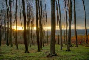 Wald