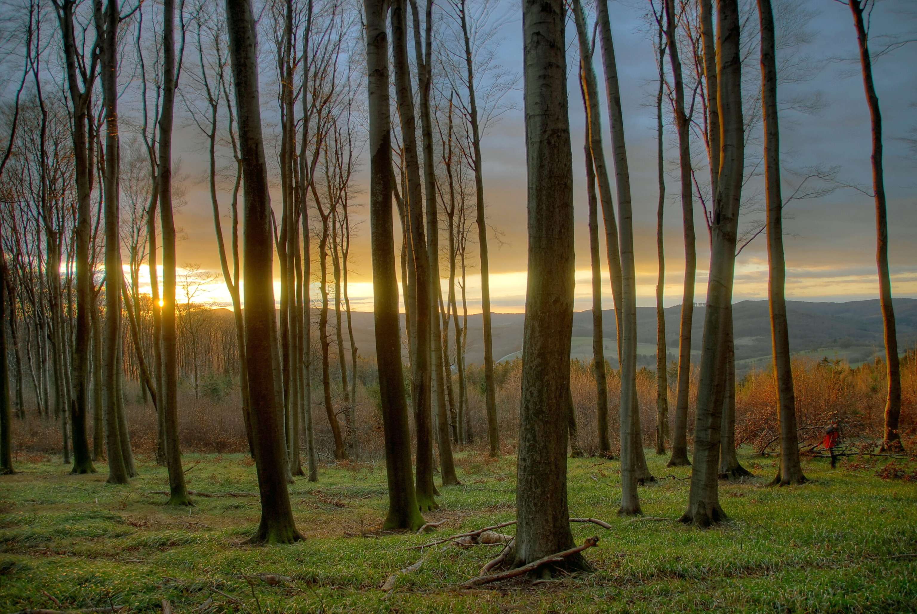 Wald